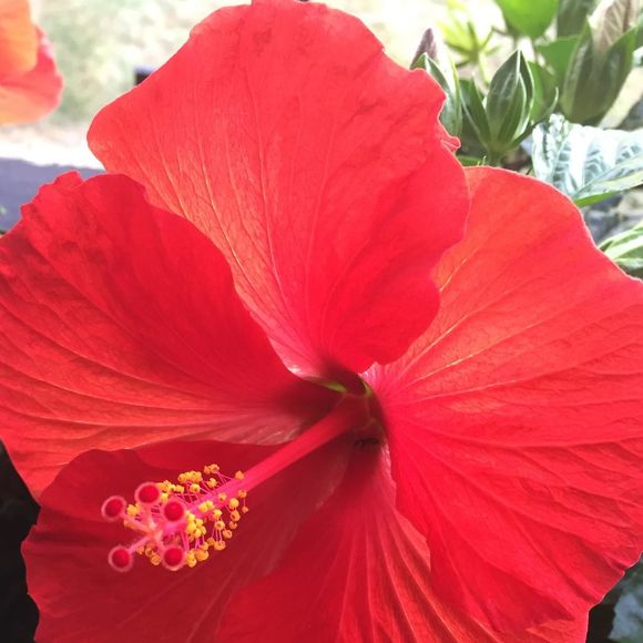 Meet your Posher, Sarita - Picture 1 of 1